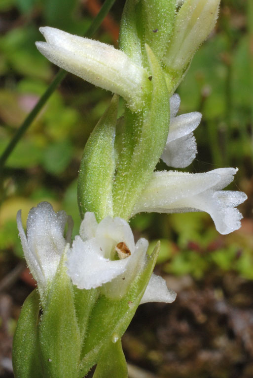 Spiranthes aestivalis (6).jpg