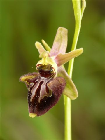 Din.x inc. Pacentro  Abruzzo .JPG