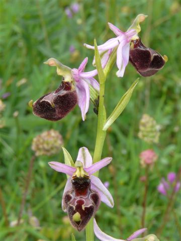 O.dina. x romo.Palena  Abruzzo.JPG