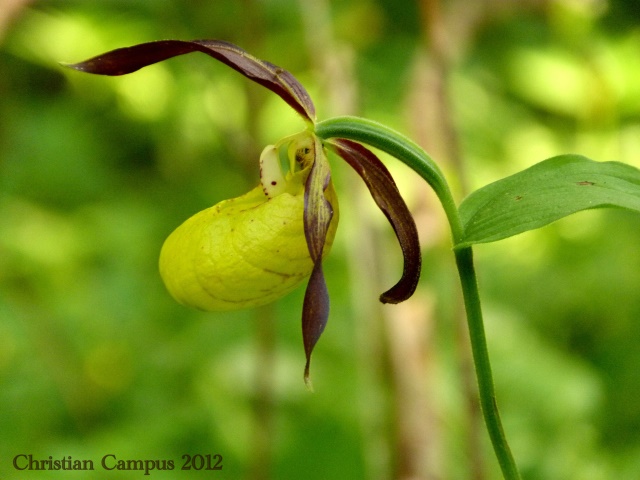 Cypripedium calceolus.jpg