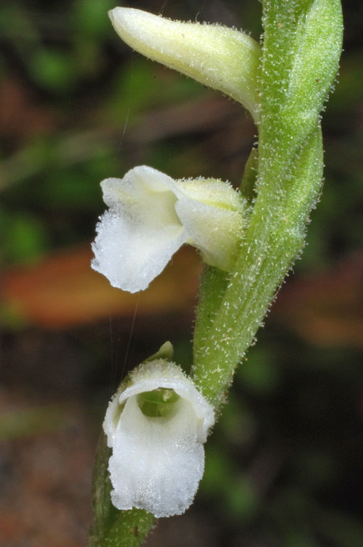 Spiranthes aestivalis (7).jpg