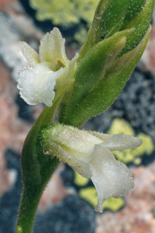 Spiranthes aestivalis (8).jpg