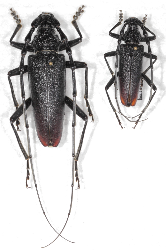 Cerambyx cerdo major e minor1.JPG