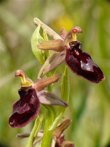O. romo.X spheg.Gamberale (CH) .JPG