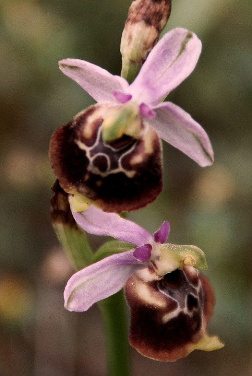 Ophrys holosericea subsp. gracilis 5886 - Copia.JPG