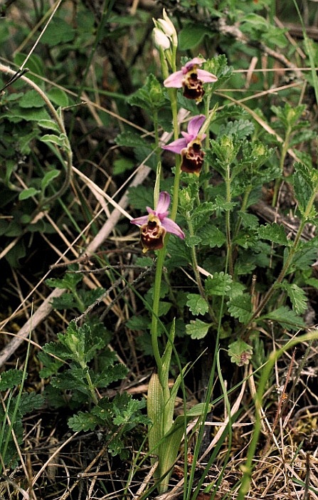 Ophrys holosericea subsp. gracilis 5896.JPG