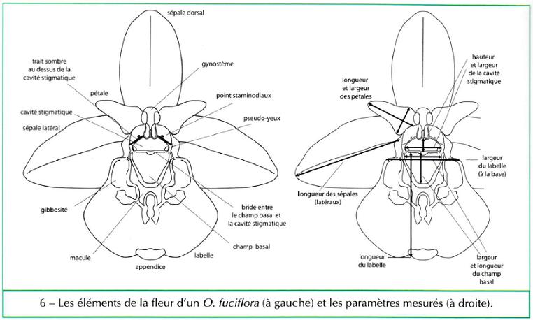 Caratteri Demange.JPG