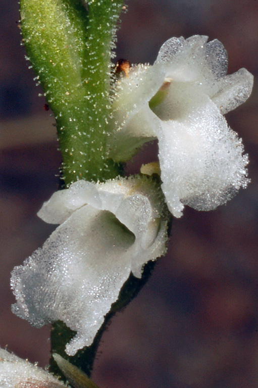 Spiranthes aestivalis (10).jpg