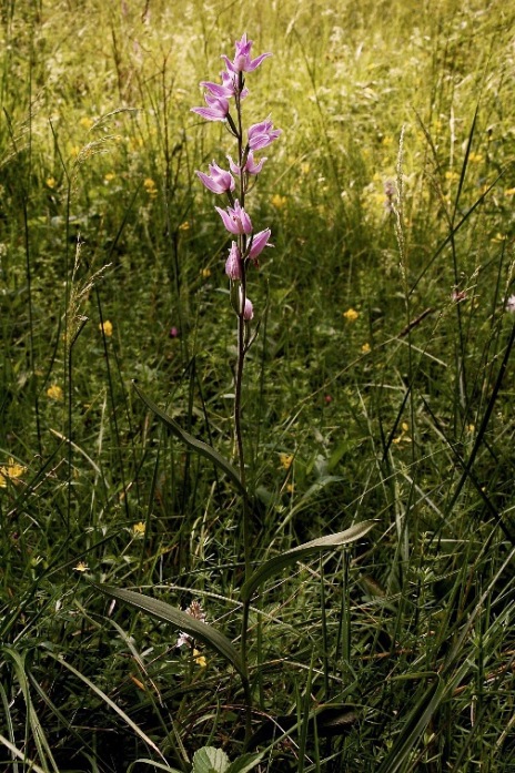 Cephalanthera rubra 6228 - Copia.JPG