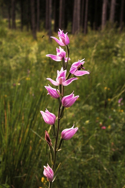 Cephalanthera rubra 6229 - Copia.JPG