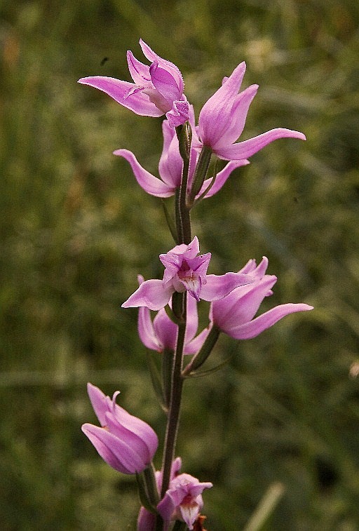 Cephalanthera rubra 6231.JPG