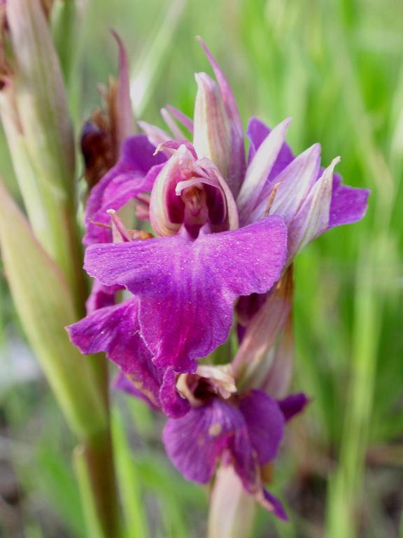 x Serapicamptis bevilacquae o triloba - Liguria.jpg