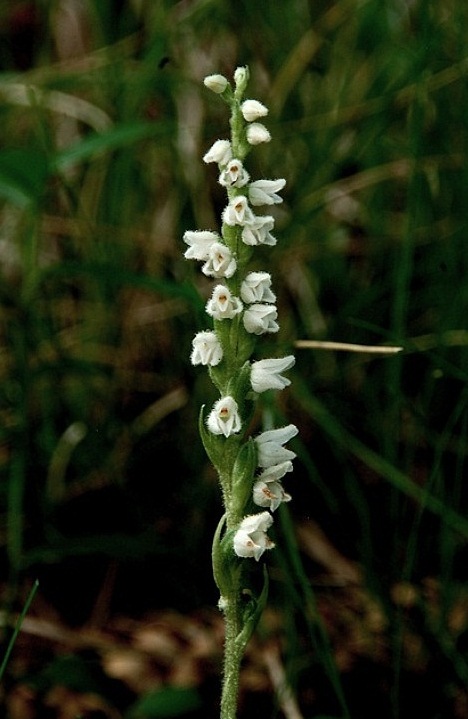 Goodyera repens 6235 - Copia (2).JPG