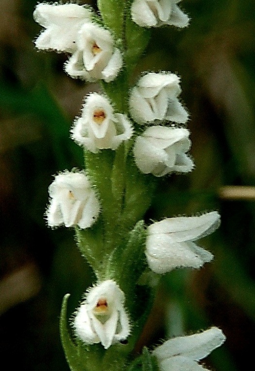 Goodyera repens 6235 - Copia - Copia.JPG