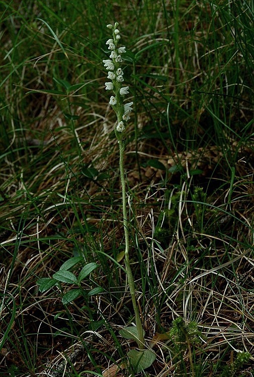 Goodyera repens 6234 - Copia.JPG