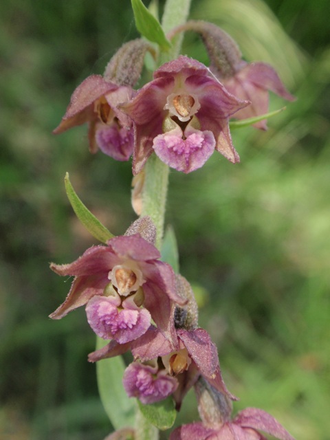 E. atrorubens 2.JPG