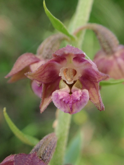 E. atrorubens 3.JPG