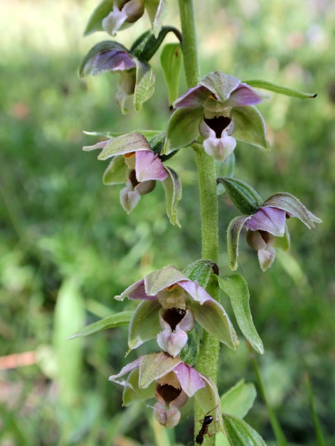 E.helleborine subsp. orbicularis 1.JPG