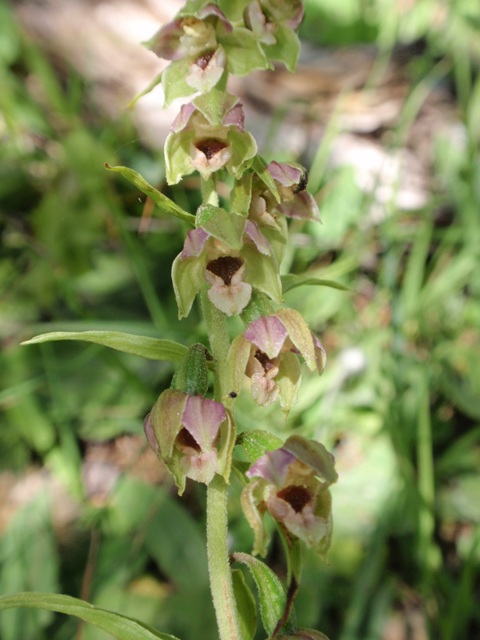 E.helleborine subsp. orbicularis 4.JPG