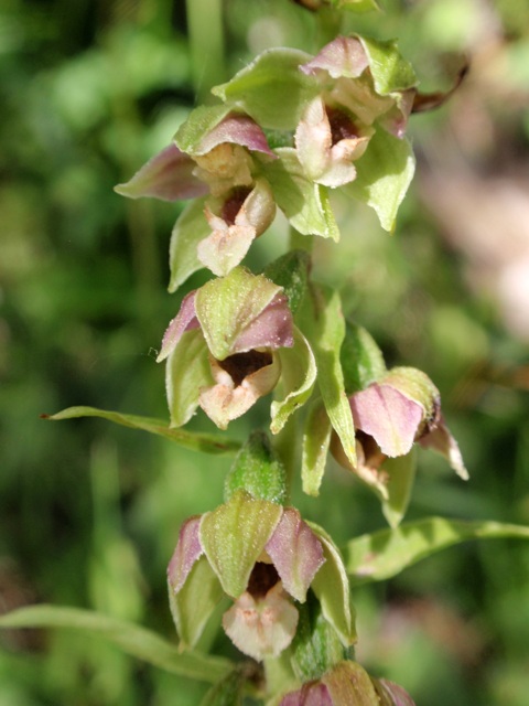 E.helleborine subsp. orbicularis 6.JPG