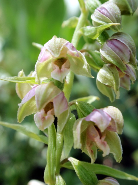 E.helleborine subsp. orbicularis 7.JPG