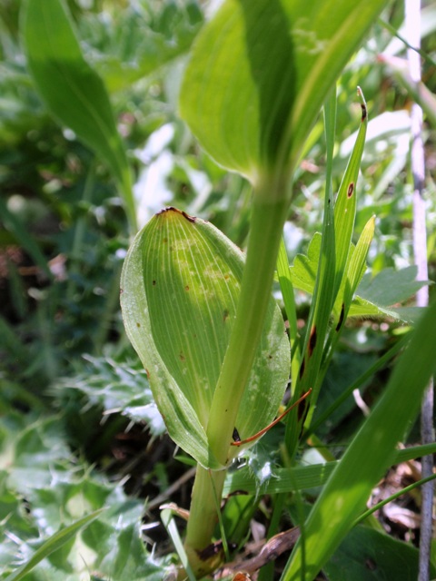 E.helleborine subsp. orbicularis f.2.JPG