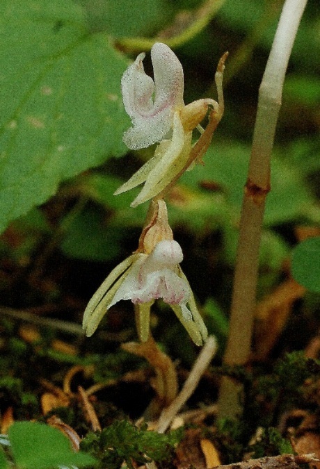 Epipogium aphyllum 6315 - Copia.JPG