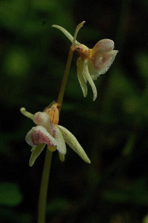 Epipogium aphyllum 6319 - Copia.JPG