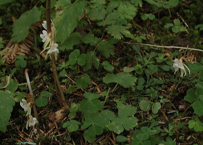 Epipogium aphyllum 6314 - Copia.JPG