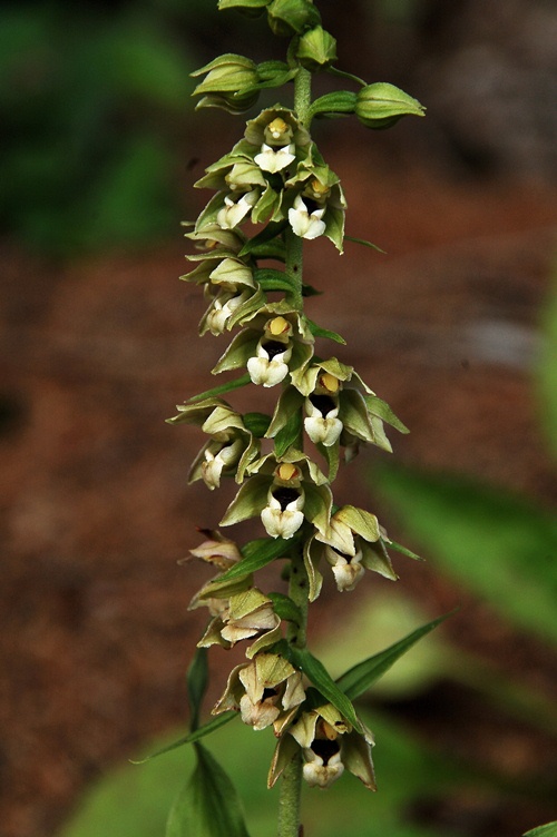 Epipactis gr. helleborine ssp. orbicularis  6325 - Copia.JPG