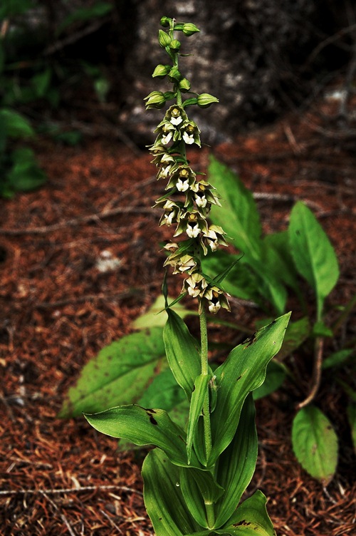 Epipactis gr. helleborine ssp. orbicularis  6323.JPG