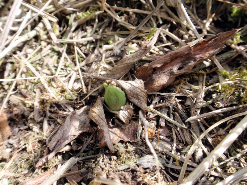 Spiranthes spiralis File