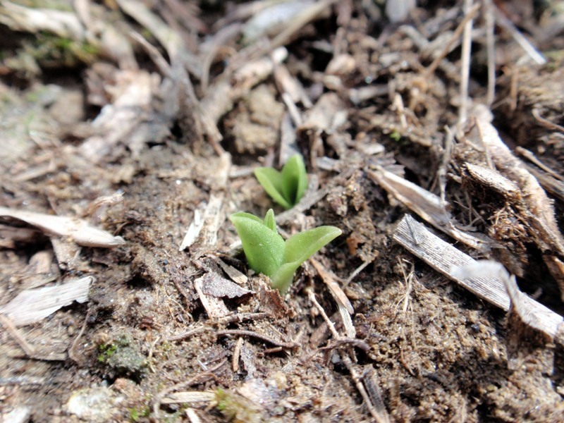 Spiranthes spiralis File