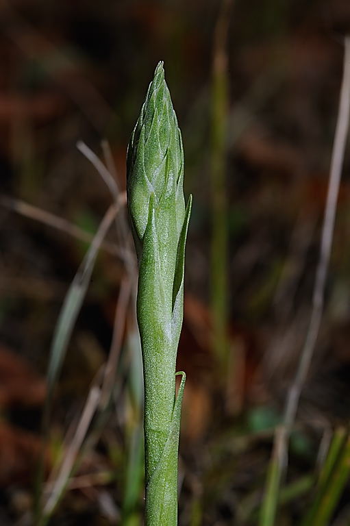 DSC_0792.jpg