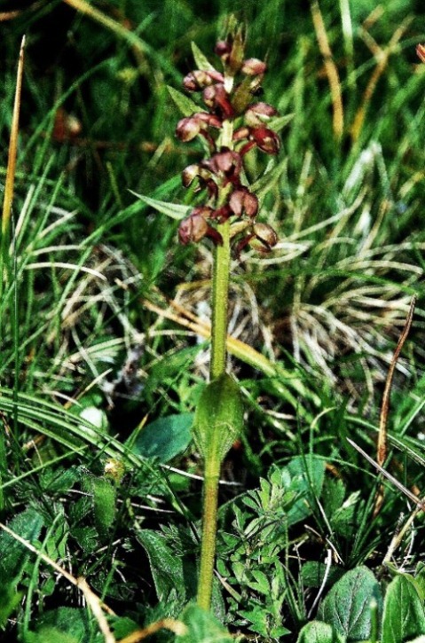 Coeloglossum viridis 6191 - Copia.JPG