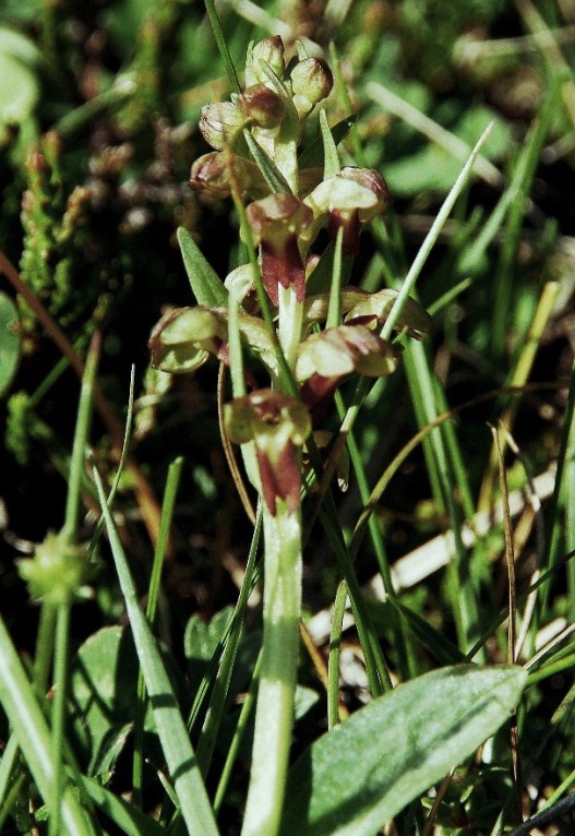 Coeloglossum viridis 6183.JPG