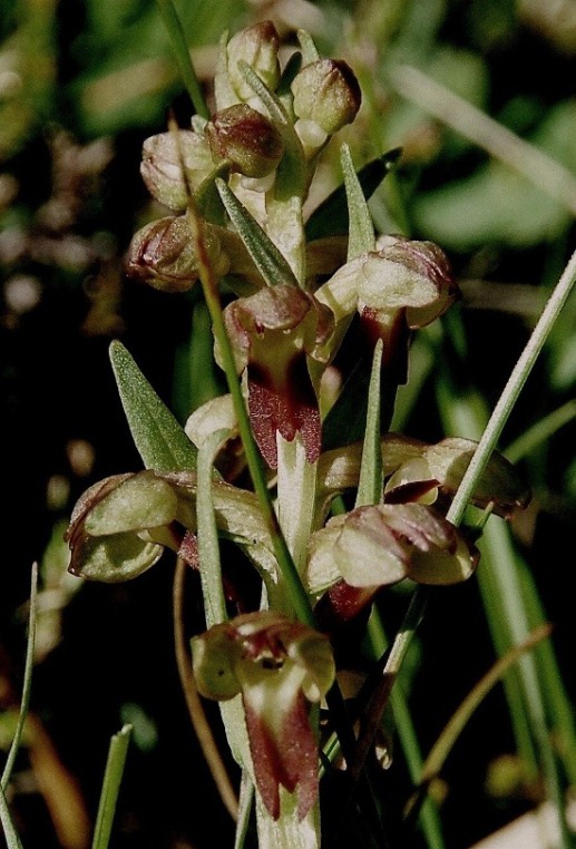 Coeloglossum viridis 6182 - Copia.JPG