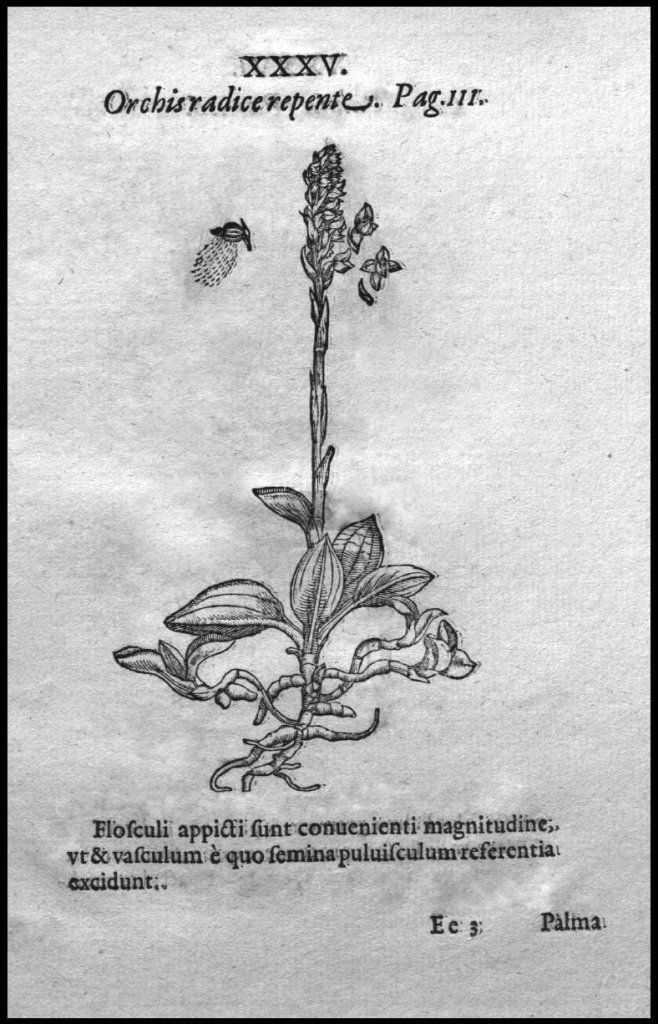 Goodyera repens, 1588.TIF.jpg