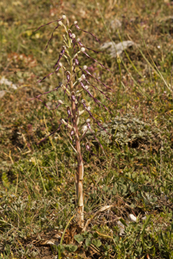 Himant adriat 6906.jpg
