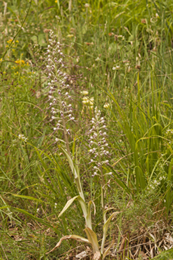 Himant adriat 6640.jpg