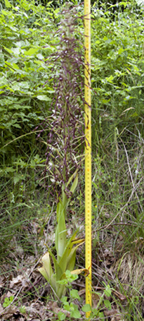 Himant adriat 8.jpg