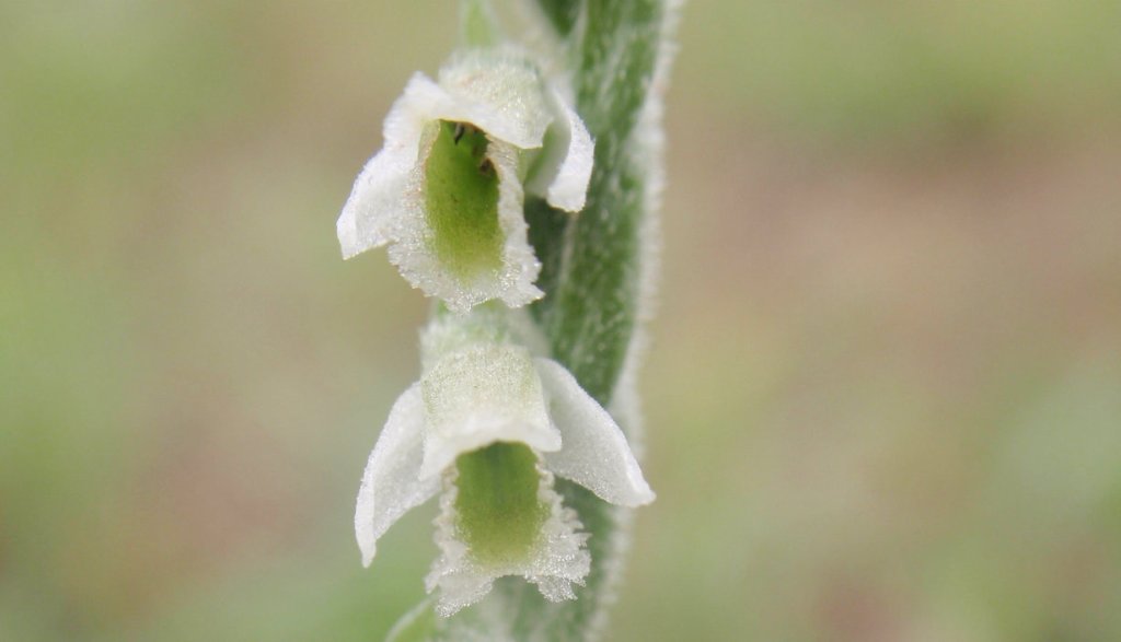 Spiranthes b.jpg