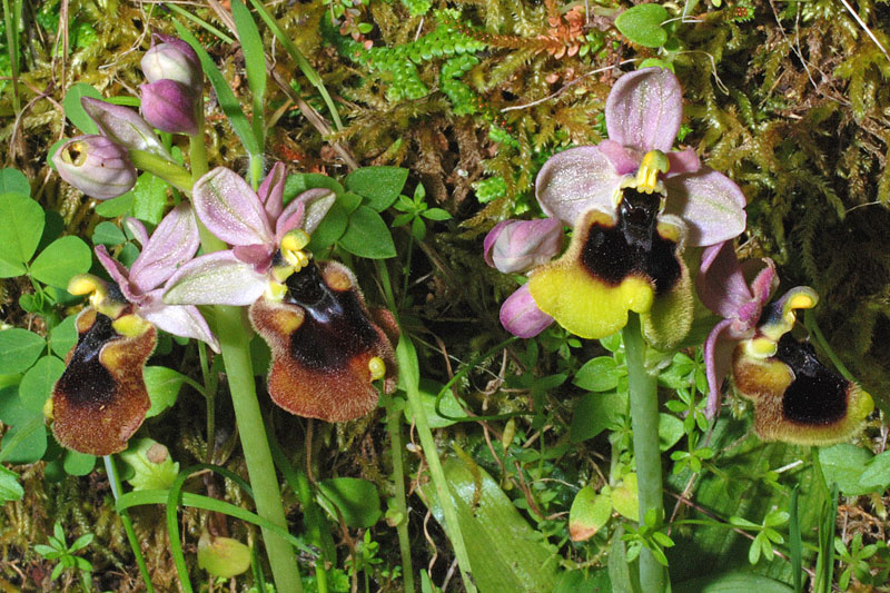 Ophrys normanii (1).jpg