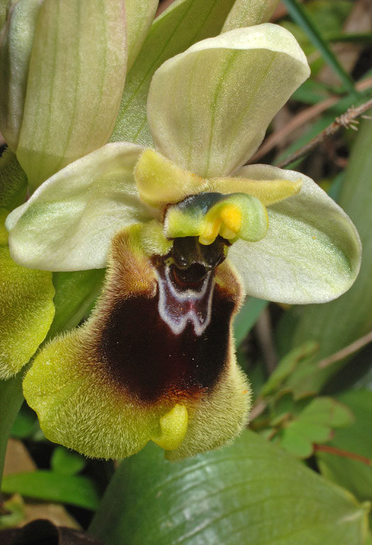 Ophrys normanii (2).jpg