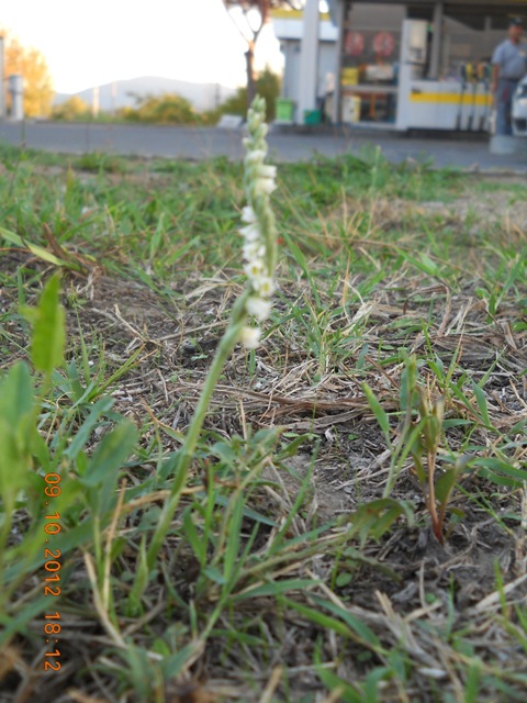 agip 091012.jpg