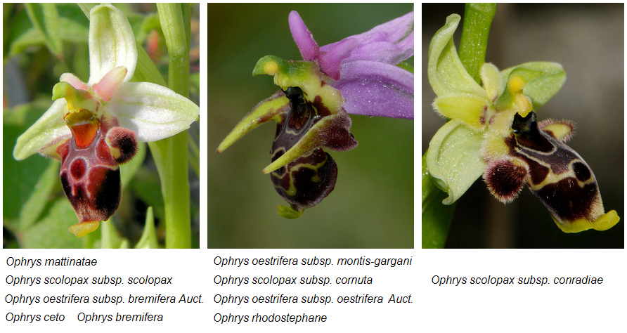 Ophrys Gargano.PNG