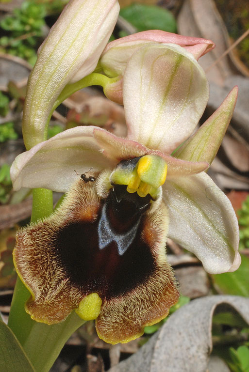 Ophrys normanii (3).jpg