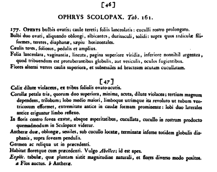 Op. scolopax.PNG