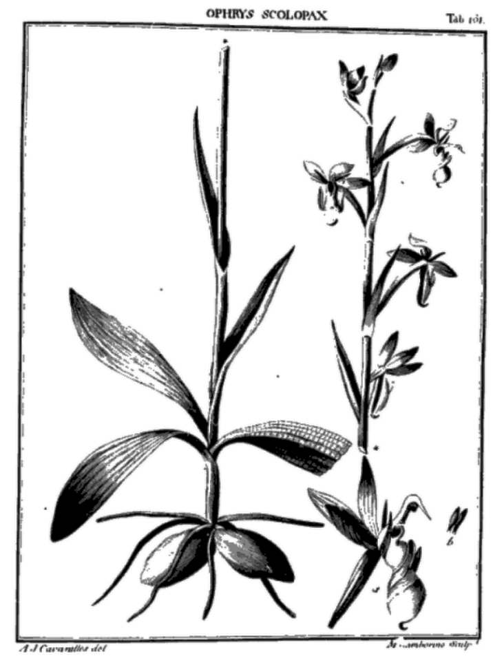 Op. scolopax, tav.161.PNG