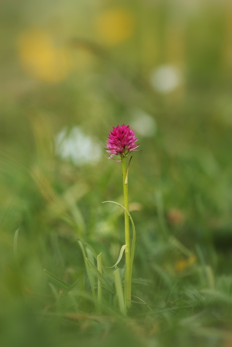 Nigritella sp (3).JPG
